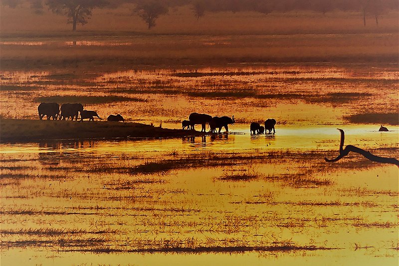 Une balade en bateau sur la rivière Chobe pour voir les éléphants nager