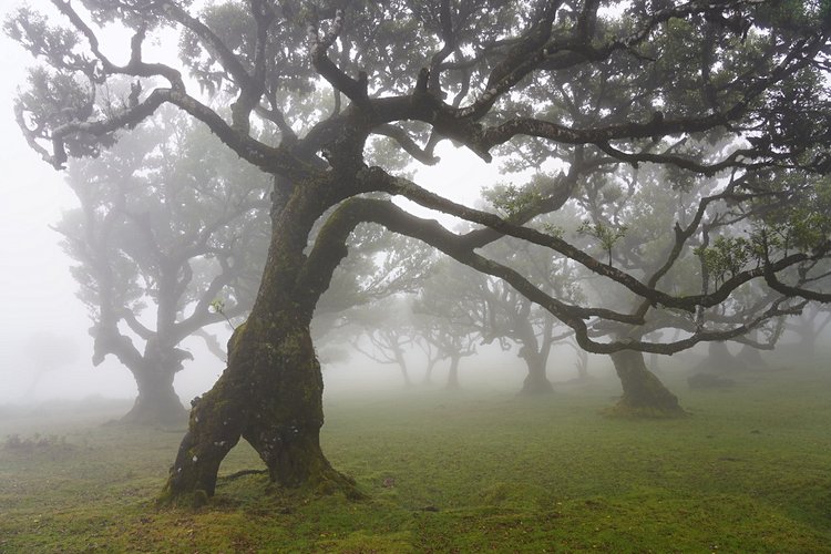 La forêt primaire de Fanal 2