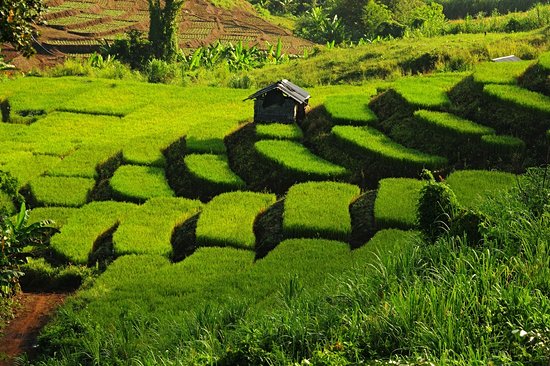 Trek à Chiang Mai : le Huai Pong Trail