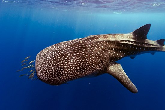 Récif de Ningaloo