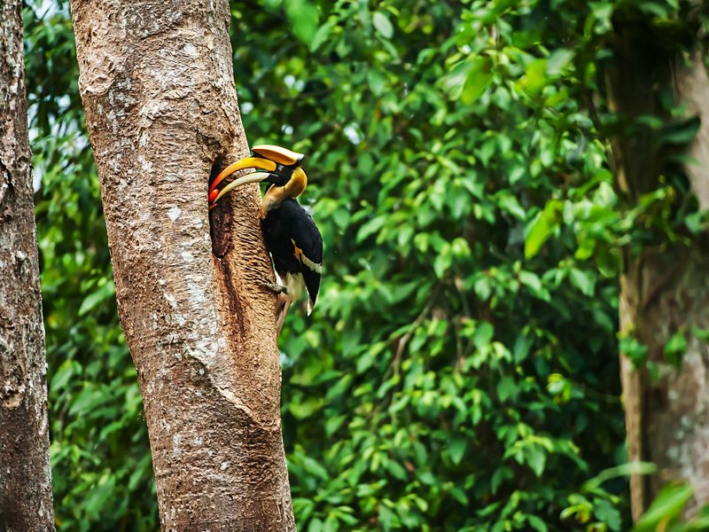 Parc national de Khao Yai