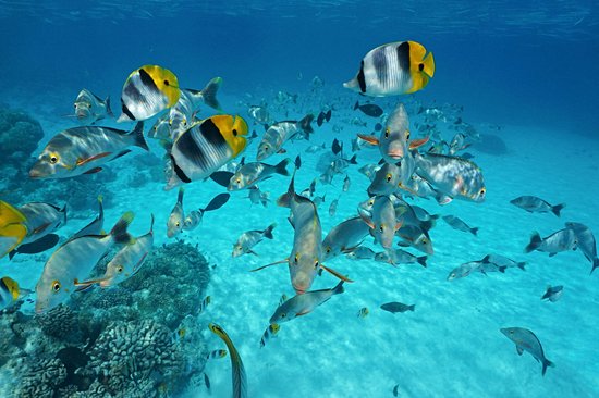 Lagon de Rangiroa
