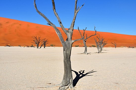 Dead Vlei