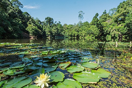 La jungle et les montagnes de Bornéo