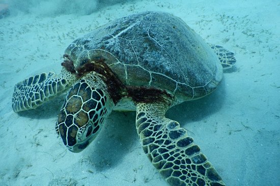 Plonger dans les jardins coralliens d’El Nido