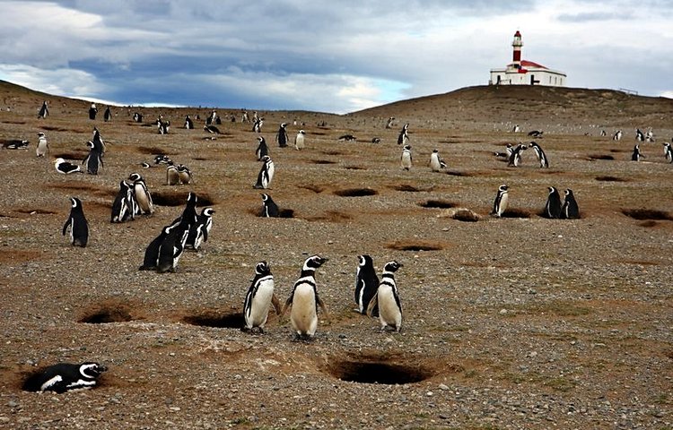 Manchots de Magellan