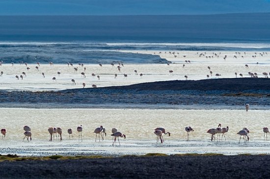 Réserve nationale Los Flamencos