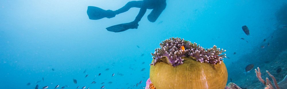 Explorer les fonds marins en plongée