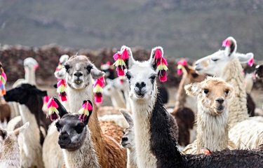 Lamas d'Altiplano