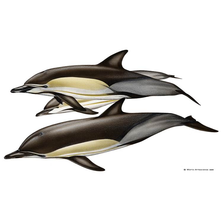 LES DAUPHINS : Dauphin commun