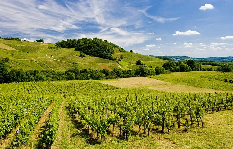 Vignoble près de Château Chalon