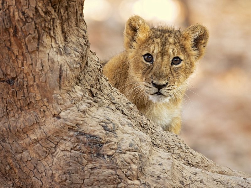 Parc national de Gir