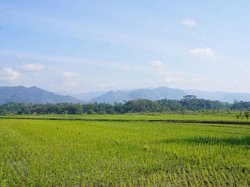 Autour de Yogyakarta (Java)