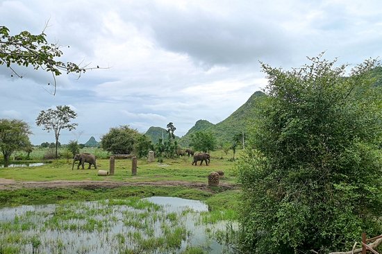 Découvrir Elephants World