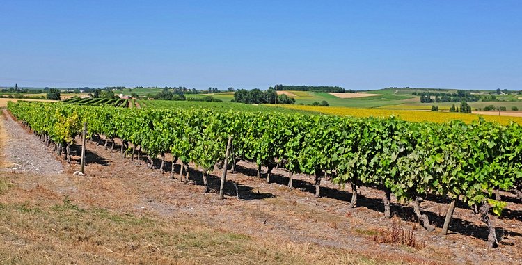 Le vignoble de Cognac