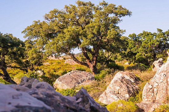 Parc naturel Los Alcornocales