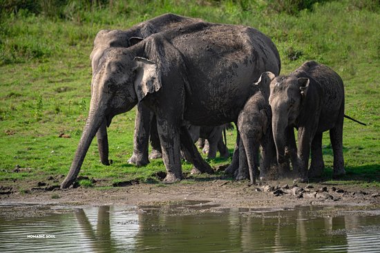 Kaziranga National Park