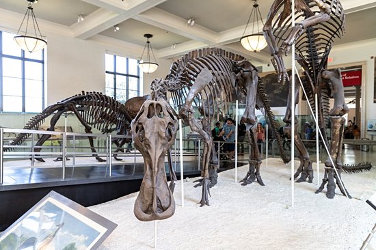 Muséum américain d'histoire naturelle
