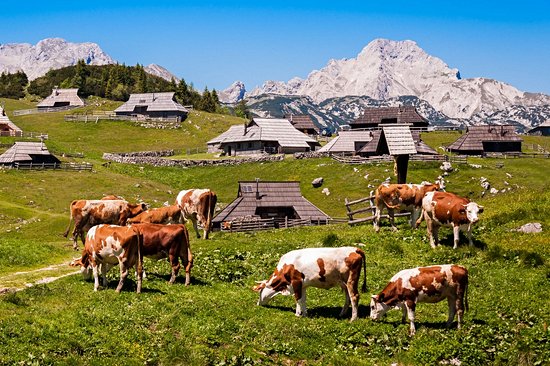 Velika Planina