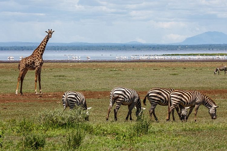 Lac Manyara