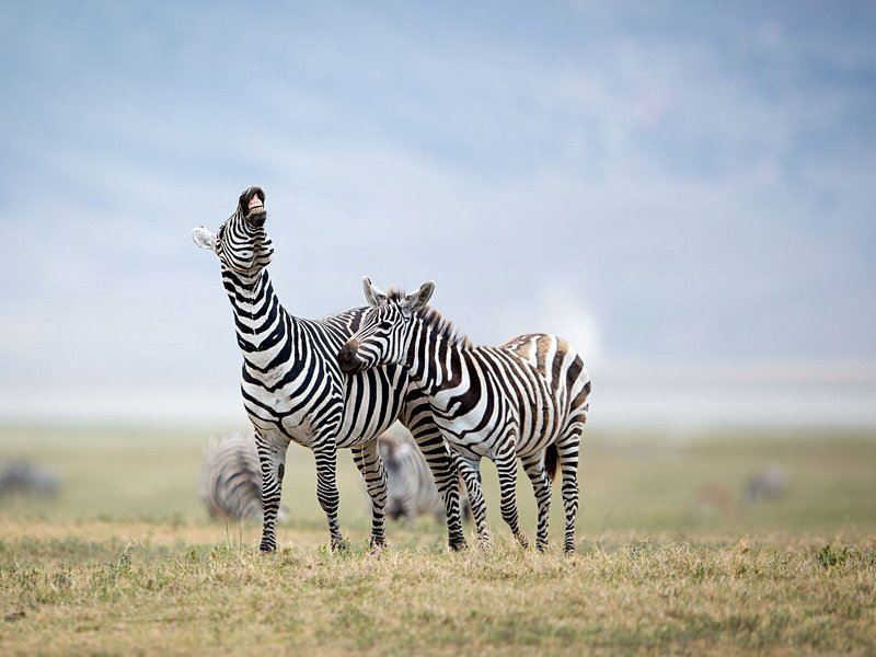 Cratère du Ngorongoro