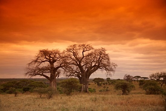 Découvrir les baobabs du Tarangire