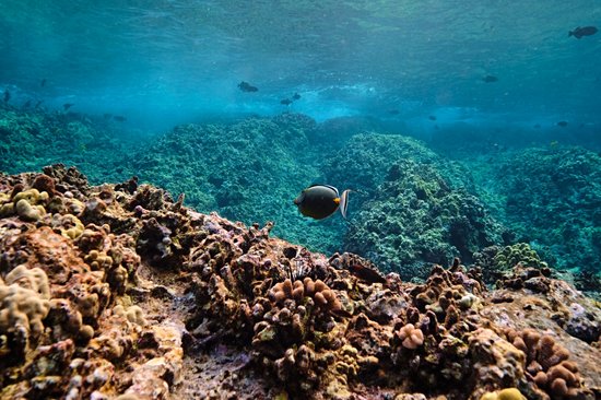 Le Molokini Crater