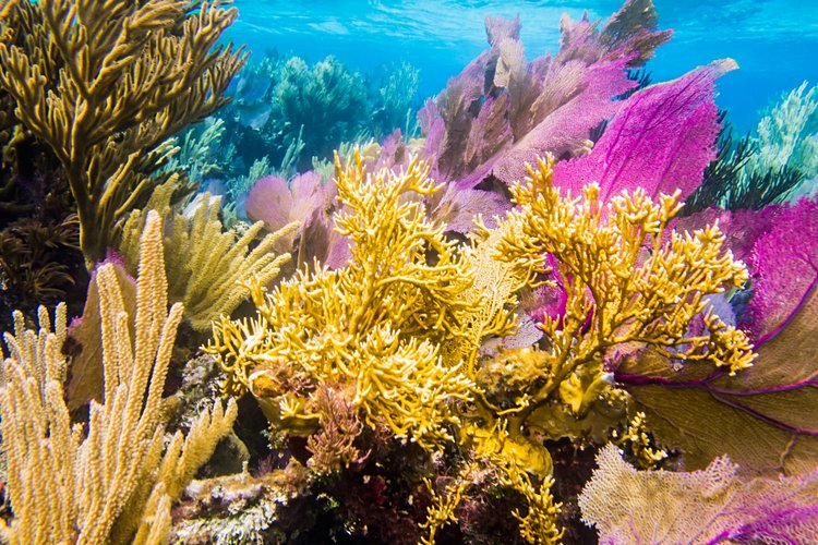 Faire de la plongée sur le récif de la Riviera Maya 2
