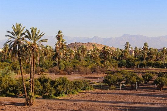 La Palmeraie