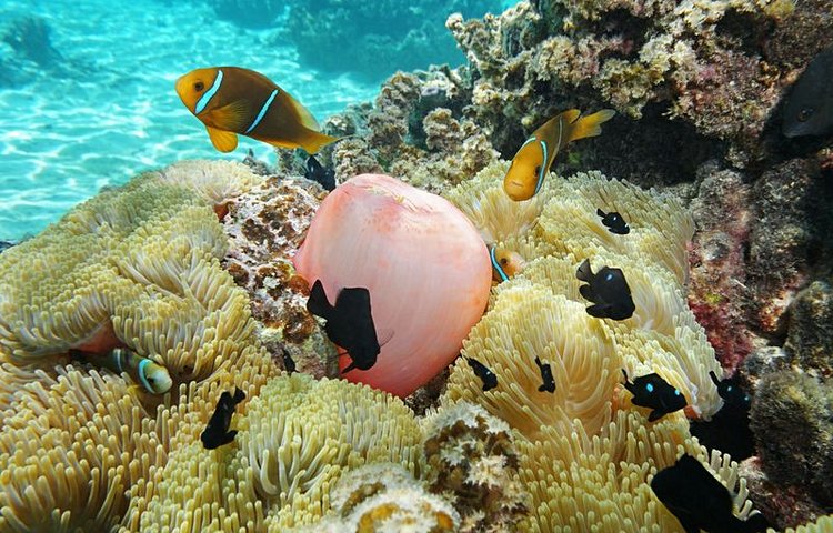Faune marine dans la baie de Cook 