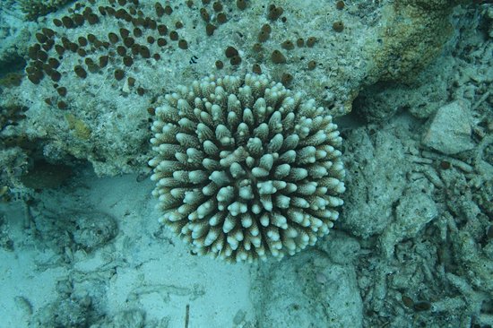 Faafu Atoll