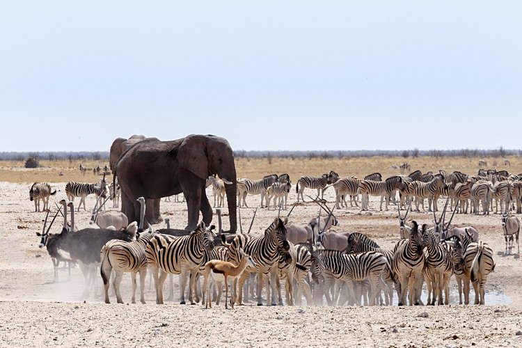 N°10 Namibie 2