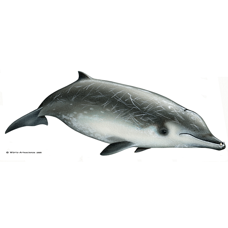 LE MÉSOPLODONS : Mésoplodon de True