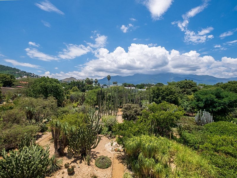 Jardin ethnobotanique