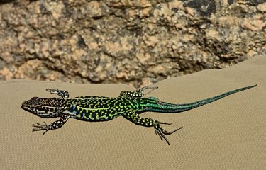 Lézard vert de Bédriaga