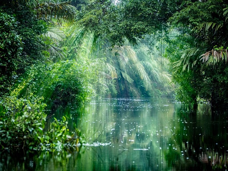 Parc national Tortuguero