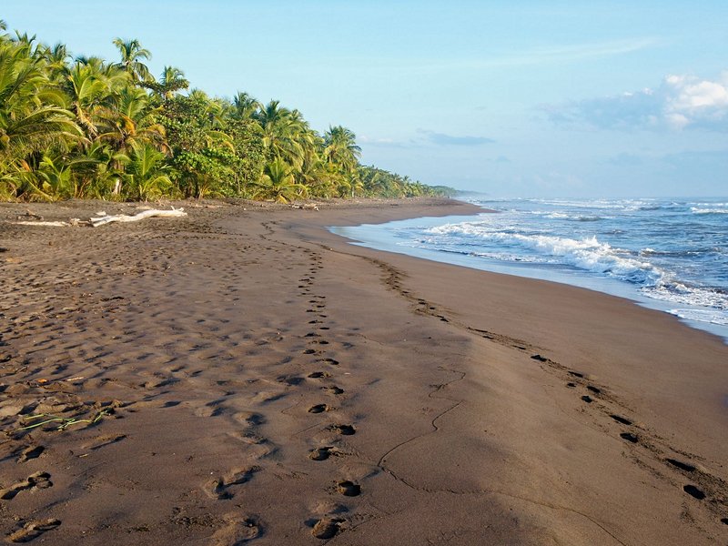 Le Parque Nacional Tortuguero