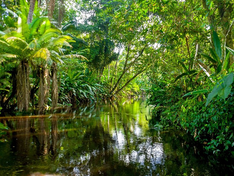 Amazonie