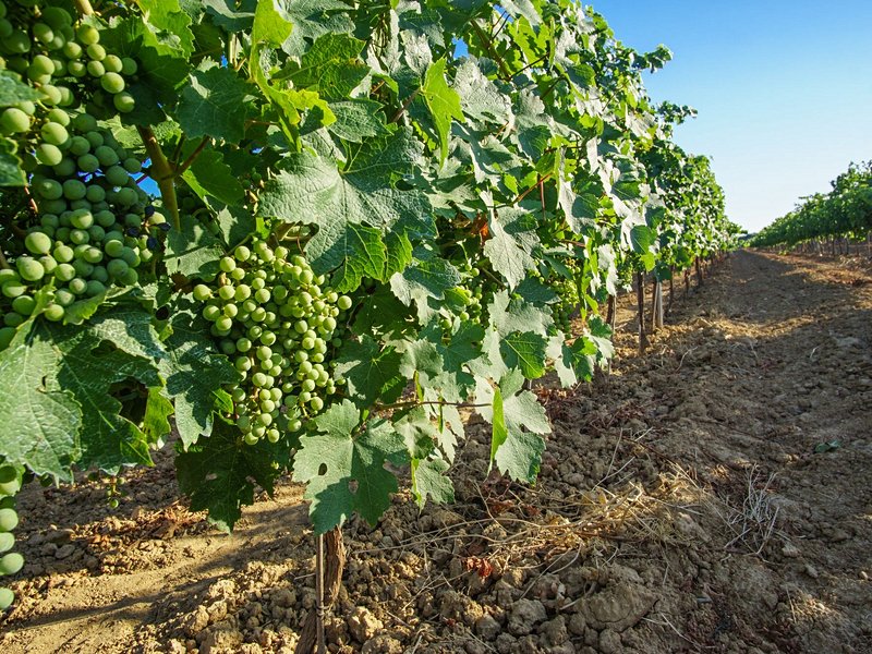 Vilafranca et le vignoble du Penedès