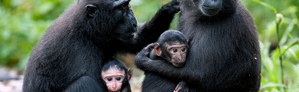 Tangkoko