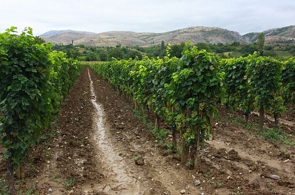 Savourer le vin de la région de Tikves
