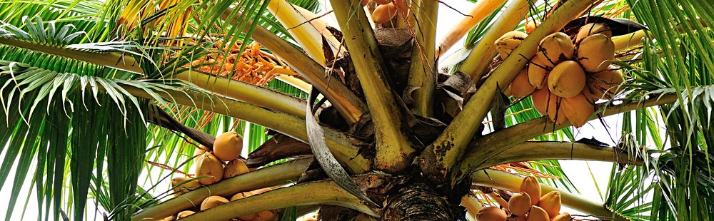 La cocoteraie de Kalkudah