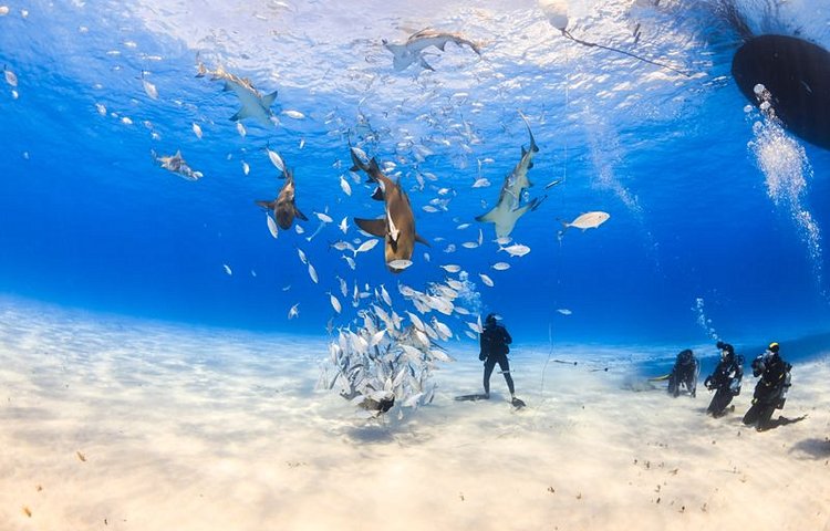 Requin-tigre