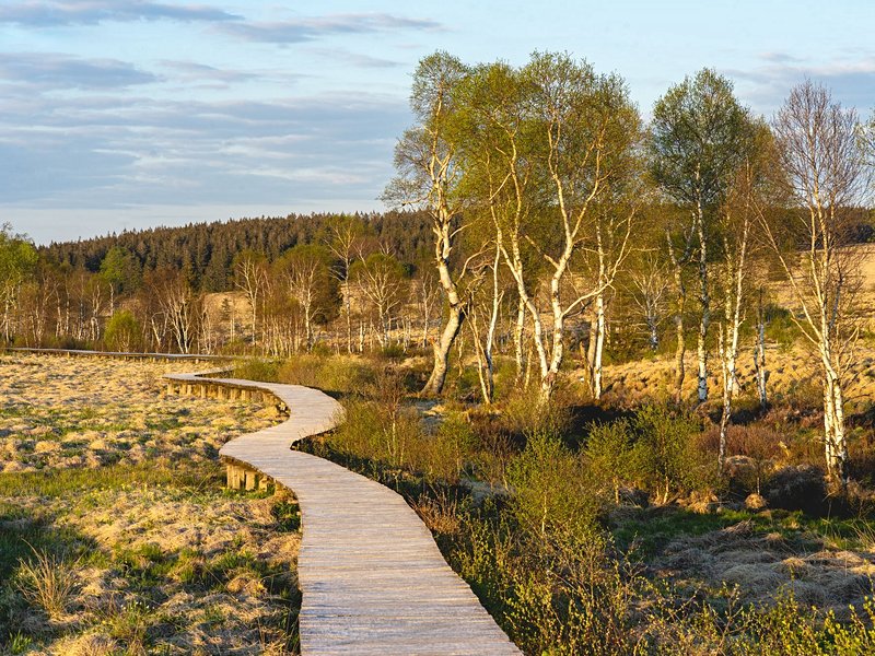 Les Hautes Fagnes