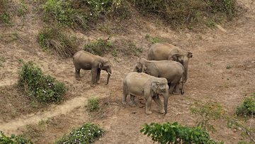 Camp des éléphants de Sayabouri