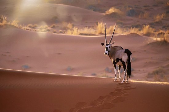 Désert du Namib