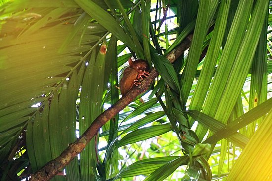 Philippine Tarsier Sanctuary