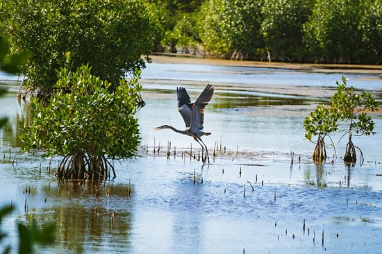 Everglades et Big Cypress