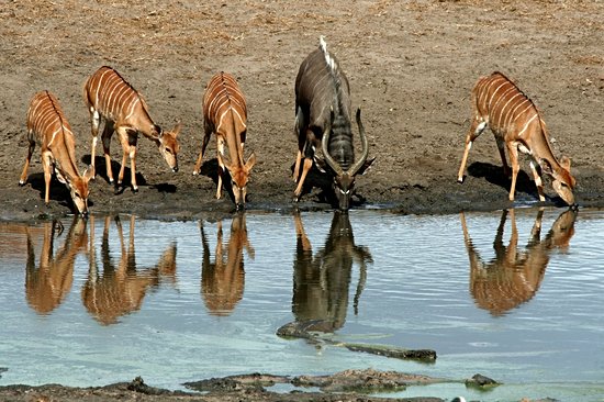Tembe Elephant Park