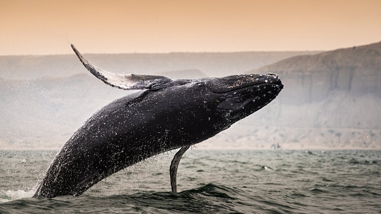Observer les baleines 2